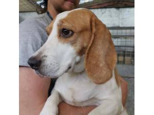 Quierow - Female Beagle Photo