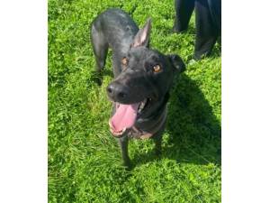 Blake - Male Greyhound Photo