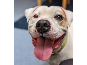 Ace - Male American Bulldog Photo