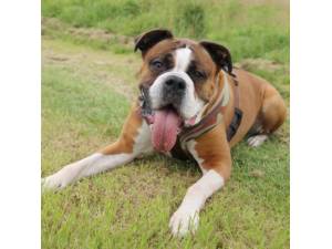 Dottie - Female Boxer Photo