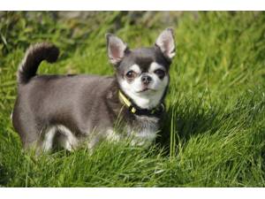 Enrique - Male Chihuahua: Short Hr Photo