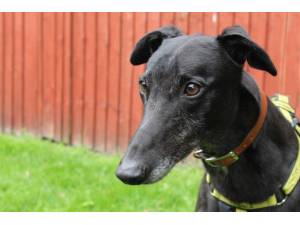 Jack - Male Greyhound Photo