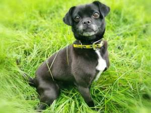 Lily - Female Pug Photo