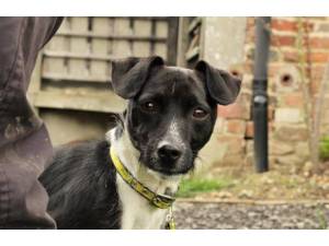 Marley - Male Terrier Cross Photo
