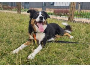 Molly - Female Border Collie Photo