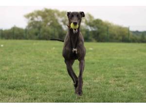 Olsen - Male Greyhound Photo