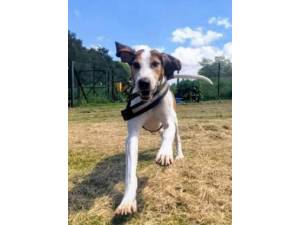 Rocky - Male Trailhound Photo