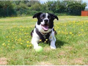 TOBY - Border Collie Photo