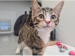 SHEENA - Domestic Shorthair
crossbreed Photo