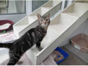 SOPHIE - Domestic Shorthair
crossbreed Photo