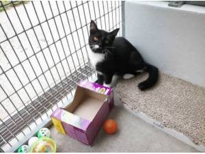 DONNA - Domestic Shorthair
crossbreed Photo