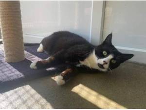 FELIX - Domestic Shorthair
crossbreed Photo