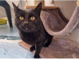 LUCY - Domestic Shorthair
crossbreed Photo