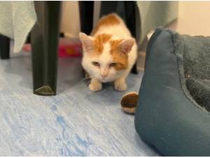 TURKEY - Domestic Shorthair
crossbreed Photo