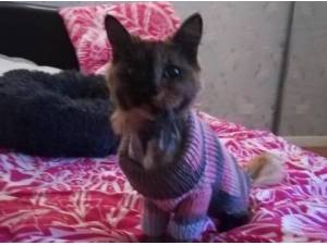 GLORIA - Domestic Shorthair
crossbreed Photo
