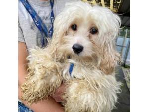 Jemini - Female Cavachon (Cavalier King Charles Spaniel cross Bichon Frise) Photo