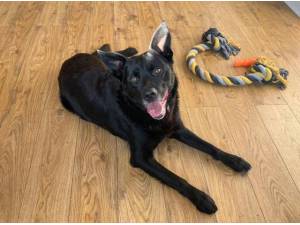 JASPER - Crossbreed/Unknown Photo