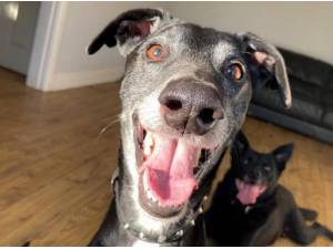 SMUDGE - Lurcher
crossbreed Photo