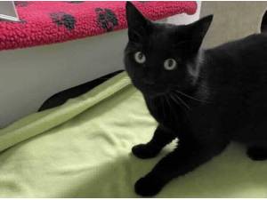 ZIGGY - Domestic Shorthair Photo