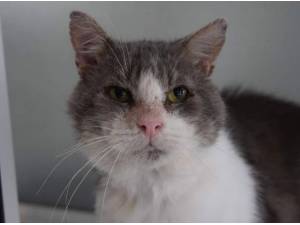 BEAU - Domestic Shorthair
crossbreed Photo