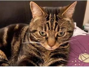 BAILEY - Domestic Shorthair
crossbreed Photo