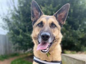 Blaze - Male German Shepherd Dog (GSD / Alsatian) Photo