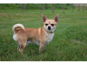 Charlie - Male Chihuahua: Short Hr Photo
