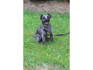Freddy - Male Patterdale Terrier Photo