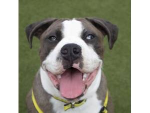 Lincoln - Male American Bulldog Photo