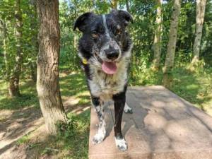 Spot - Male Border Collie Photo