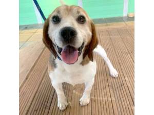 Logic - Male Beagle Photo