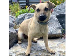 Daina - Female Cross Breed Photo