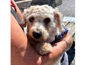 Kesha - Female Bichon Frise Photo