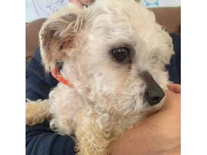 Kirby - Female Maltichon (Maltese Cross Bichon Frise) Photo