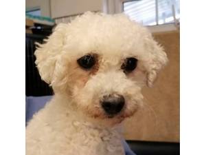 Libby - Female Bichon Frise Photo