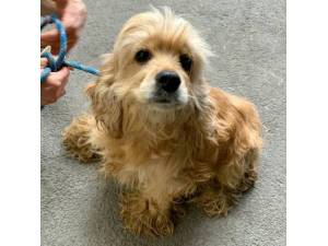 Ursula - Female Cocker Spaniel Photo