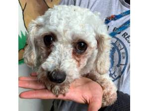 Dish - Female Bichon Frise Photo