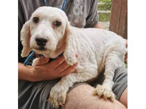 Unique - Female Cockapoo (Cocker Spaniel cross Poodle) Photo