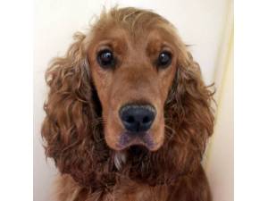 Nora - Female Cocker Spaniel Photo