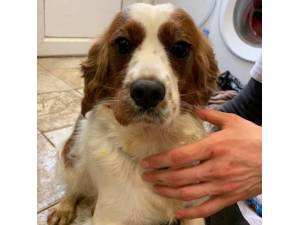Zen - Female Cavalier King Charles Spaniel Photo