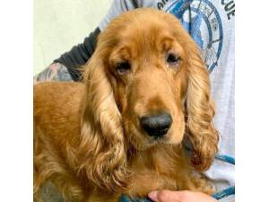 Uner - Female Cocker Spaniel Photo