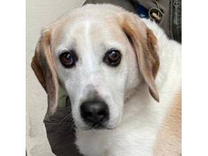 Kettle - Female Beagle Photo