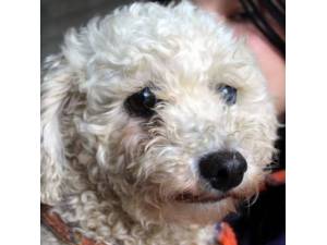 Desire - Female Bichon Frise Photo