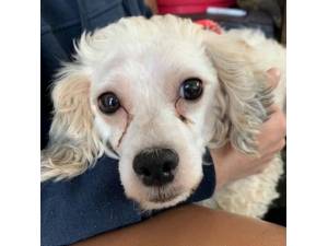 Quigley - Female Bichon Frise Cross Photo