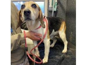 Kiss - Female Beagle Photo