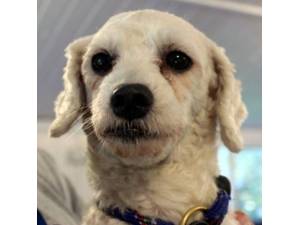 Quest - Female Bichon Frise Photo