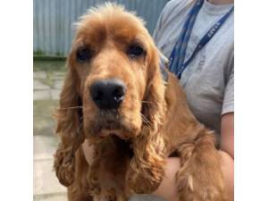 Nuzzle - Female Cocker Spaniel Photo