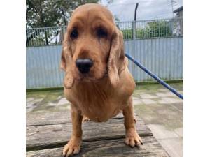 Nickle - Female Cocker Spaniel Photo