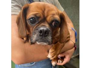 Nacho - Female Puggle (Beagle cross Pug) Photo
