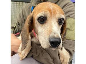 Gibby - Female Beagle Photo